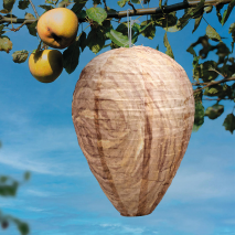 Produktbild »Wespenfrei Premium 2er-Set«