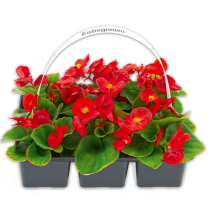 Produktbild »Eisbegonien 'Semperflorens'«