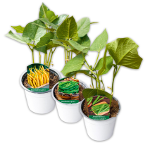 Produktbild »Hülsenfrüchte & Co.«