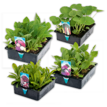 Produktbild »Sommer-Jungpflanzen«