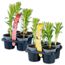 Produktbild »Asiatische Lilie«