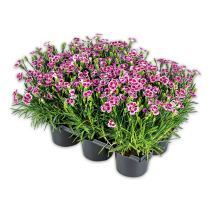 Produktbild »Dianthus 'Pink Kisses'«