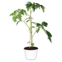 Produktbild »Tomaten Besonderheit 'Crazy Tomatos' / Riesengemüse 'Giant Veggies'«