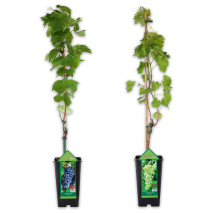 Produktbild »Veredelte kernarme Vitis Vinifera Tafeltrauben«