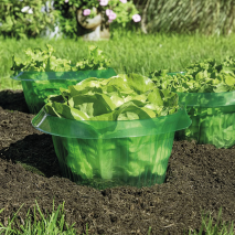 Produktbild »Schneckenschutzringe 6er-Set«