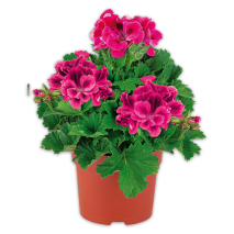 Produktbild »Edelgeranie«