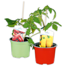 Produktbild »Fruchtgemüse / Tomaten 'Gartenperle'«