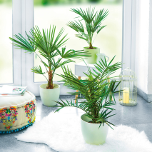 Produktbild »Palme XL«