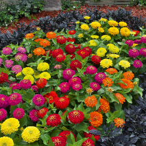 Produktbild »Zinnien «