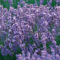 Produktbild-Variante 2