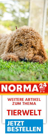 Weitere Artikel zum Thema - Jetzt Bestellen auf Norma24.de