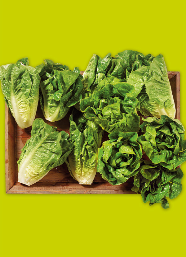 /ext/img/product/obst-und-gemuese/23_09_18/1500_mini-romana-salatherzen_dummy_1.jpg