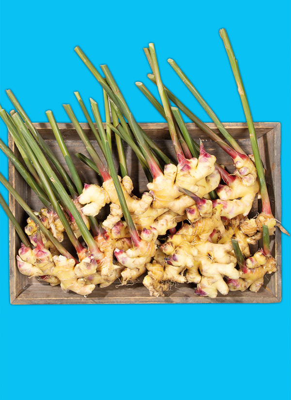/ext/img/product/obst-und-gemuese/23_11_20/1500_ingwer_1.jpg
