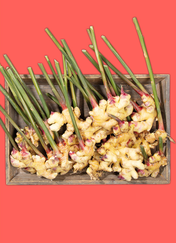 /ext/img/product/obst-und-gemuese/23_11_20/1900_ingwer_1.jpg