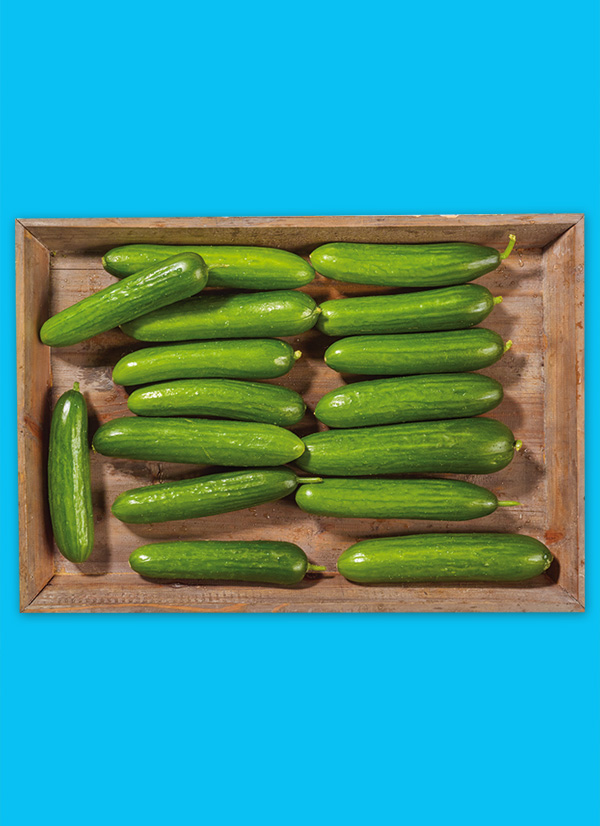 /ext/img/product/obst-und-gemuese/24_02_12/1500_mini-gurken_1.jpg