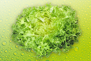 Produktbild »Endiviensalat«