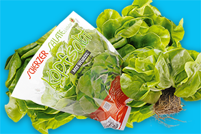 Produktbild »Bayerischer Kopfsalat mit Wurzelballen«