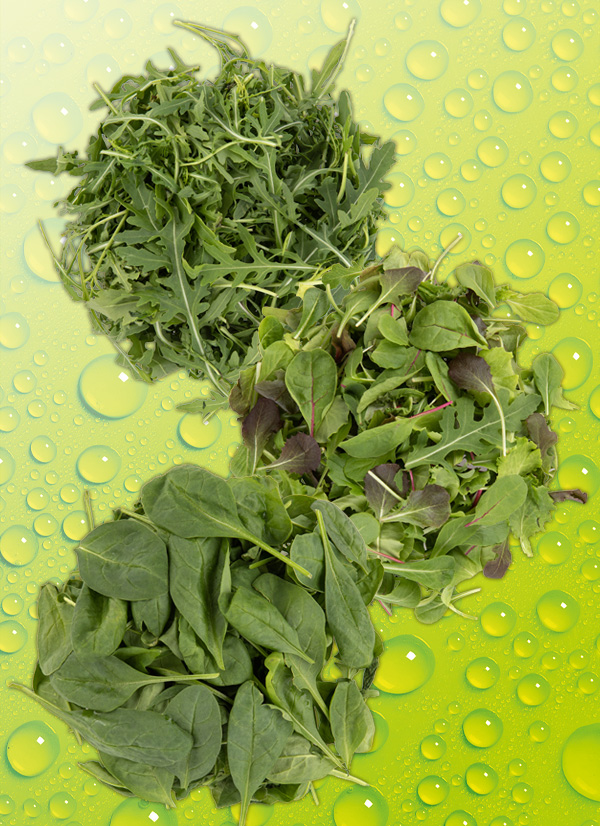 Produktbild »Bio-Salate«