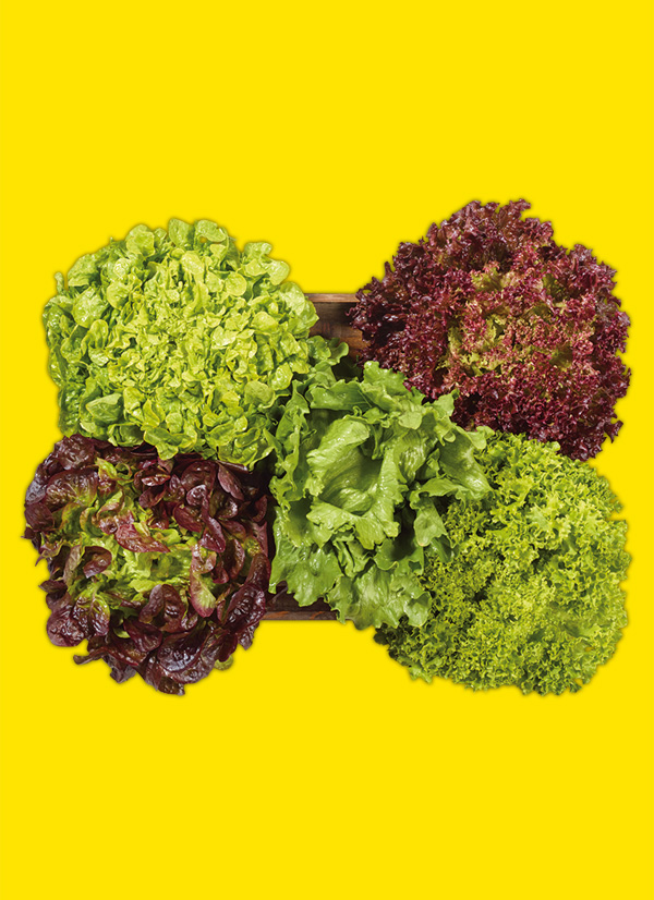 /ext/img/product/obst-und-gemuese/24_05_13/1500_bunte-salate_1.jpg