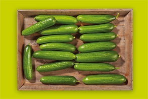 Produktbild »Rheinländer Mini-Gurken«