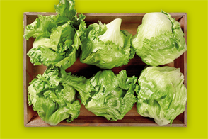 Produktbild »Rheinländer Eisbergsalat«