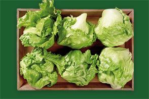 Produktbild »Magdeburger Börde Eisbergsalat«