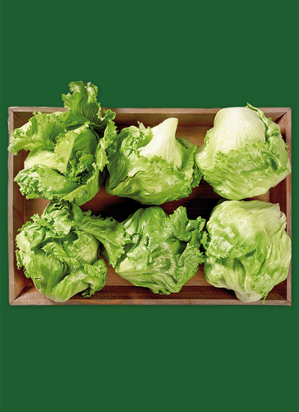 Produktbild »Magdeburger Börde Eisbergsalat«