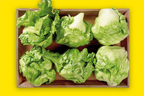 Produktbild »Filderstädter Eisbergsalat«