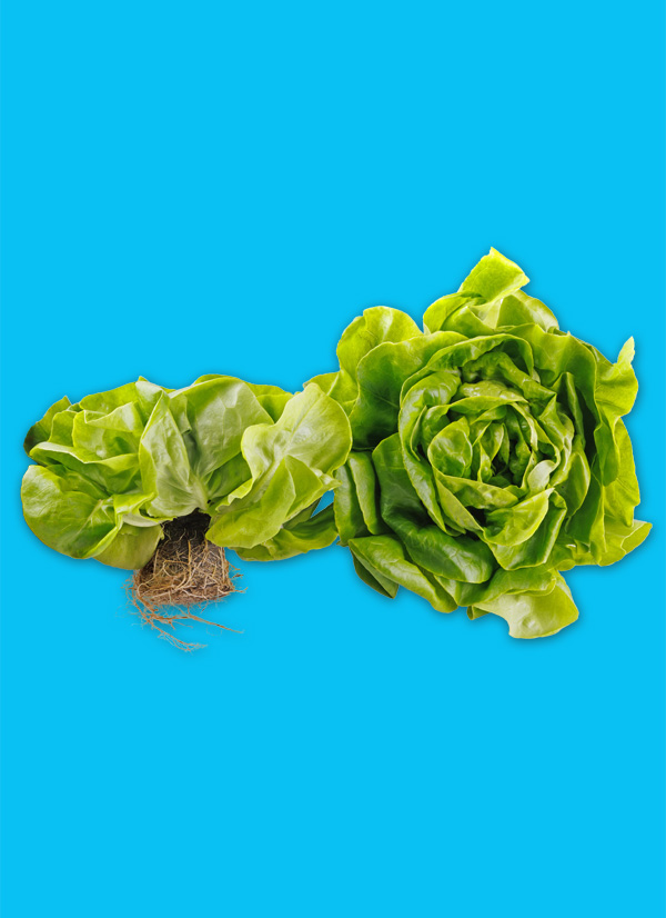 /ext/img/product/obst-und-gemuese/24_11_04/1300_kopfsalat_1.jpg
