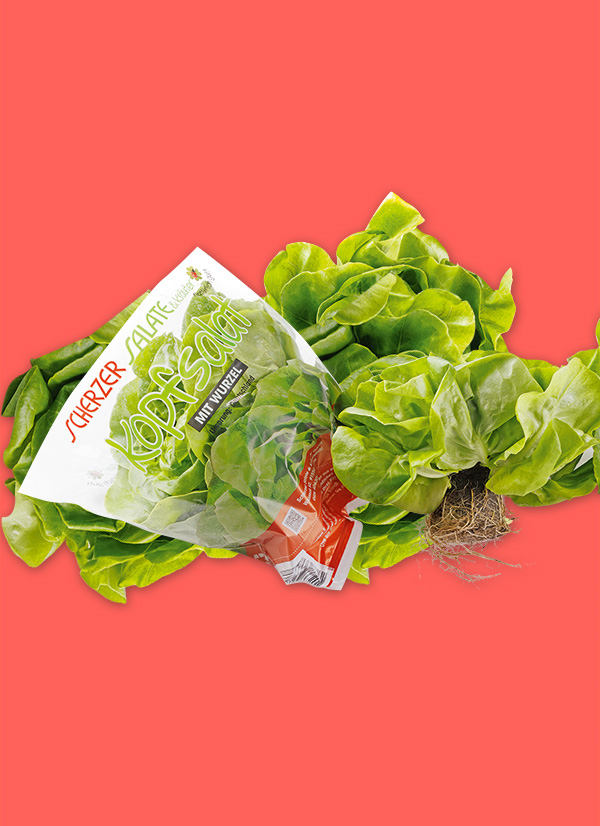 /ext/img/product/obst-und-gemuese/25_05_05/1600_kopfsalat_1.jpg