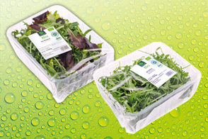 Bio-Salat