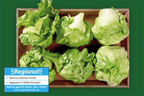 Magdeburger Börde Eisbergsalat