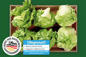 Produktbild »Magdeburger Börde Eisbergsalat«