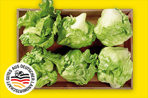 Produktbild »Filderstädter Eisbergsalat«