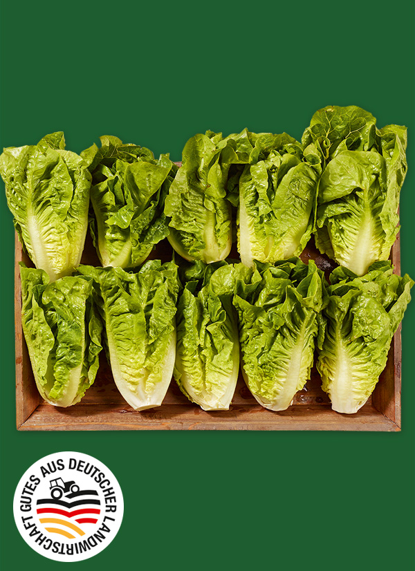Produktbild »Magdeburger Börde Mini-Romana-Salat«