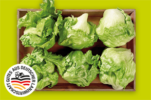 Produktbild »Rheinländer Eisbergsalat«