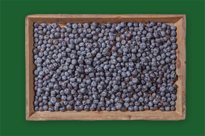 Brandenburger Kulturheidelbeeren
