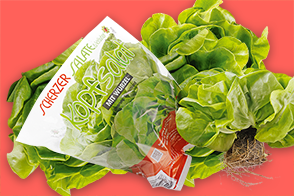 Produktbild »Fränkischer Kopfsalat mit Wurzelballen«
