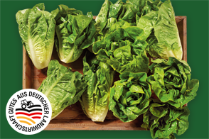 Produktbild »Magdeburger Börde Mini-Romana-Salat«