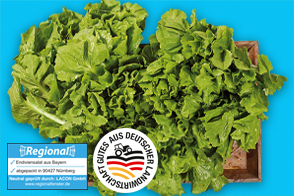 Bayerischer Endiviensalat