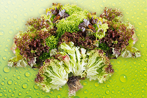 Produktbild »Salat-trio mit Wurzelballen«