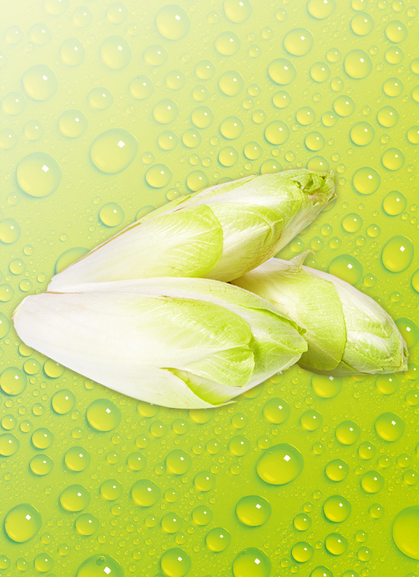 Produktbild »Chicoree«