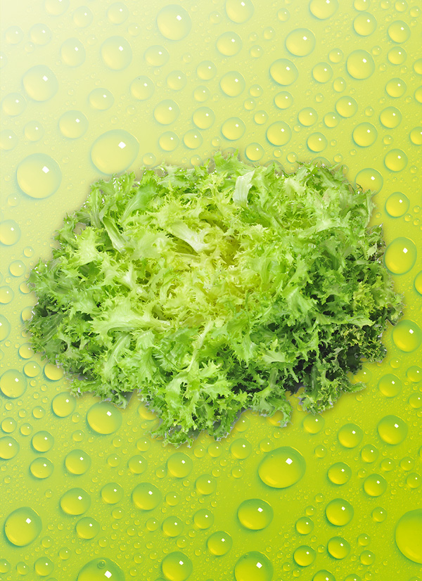 Produktbild »Endiviensalat«