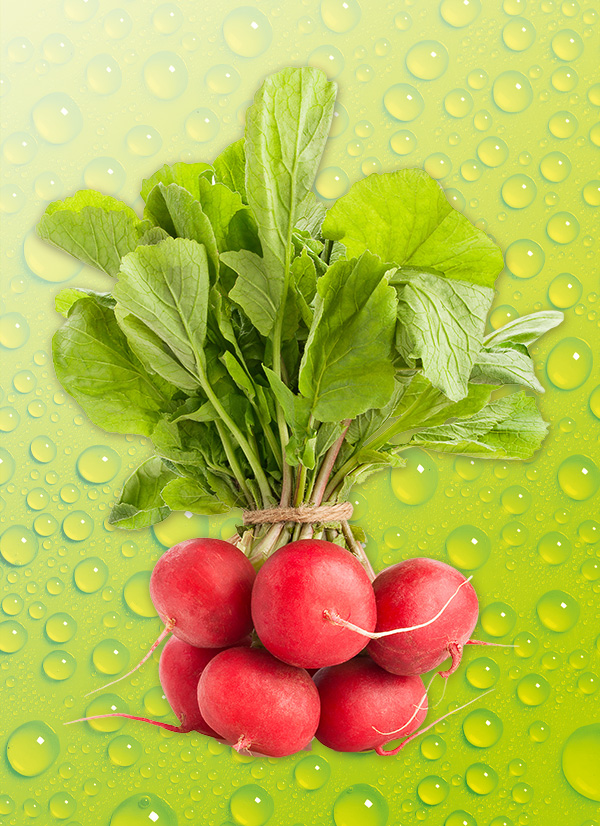 Produktbild »Radieschen«