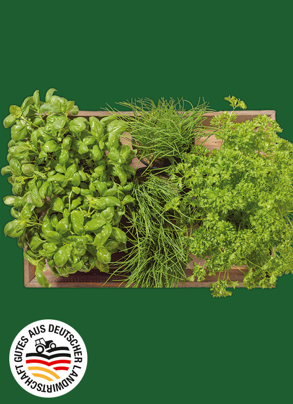 Produktbild »Kräuter«