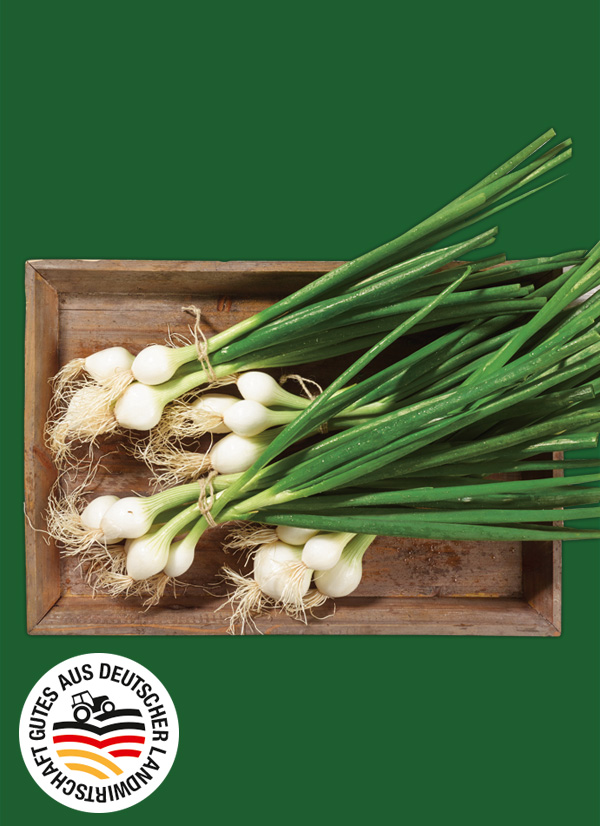 Produktbild »Magdeburger Lauchzwiebeln«