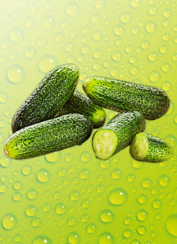 Produktbild »Einlegegurken«