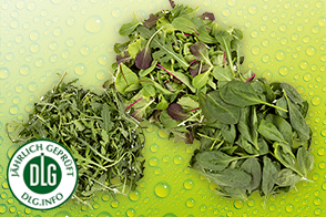 Produktbild »Bio Salate «
