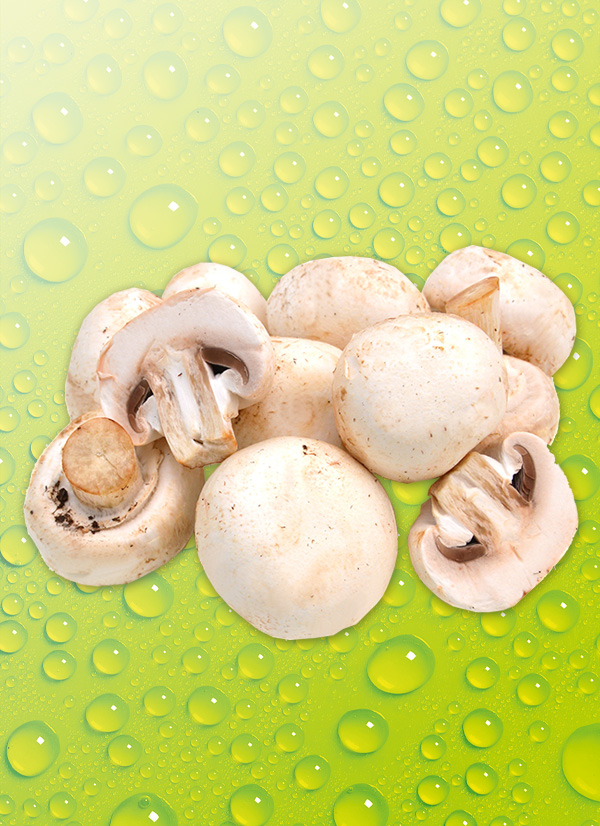 Produktbild »Champignons weiß«