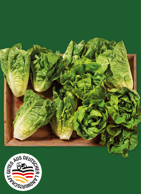 Produktbild »Magdeburger Börde Mini-Romana-Salat«